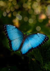 Vibrant Blue Morpho Butterfly Resting on Lush Green Foliage with Soft Bokeh Background