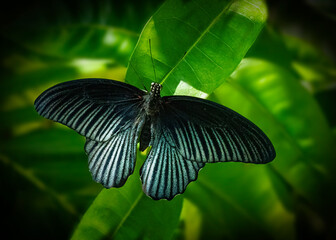 Great Mormon Butterfly Displaying Its Striking Wings on Lush Green Foliage