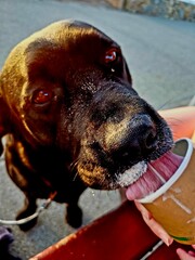 dog eating icecream