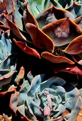 close up of a bunch of dried flowers