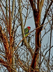 Rosella on a tree