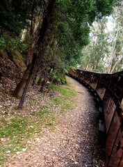 Train in tge forest