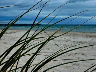 grass on the beach