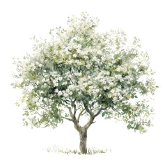 Obraz premium Beautiful Blossom Tree with White Flowers, Green Foliage in Spring