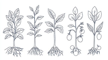 Collection of Five Detailed Line Drawings of Young Plants with Roots and Leaves