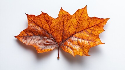 Obraz premium Vibrant orange maple leaf resting on a white surface, showcasing intricate vein patterns and textures