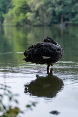black swan on the lake 