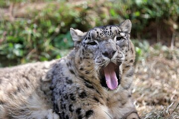 舌を出しあくびをするユキヒョウ