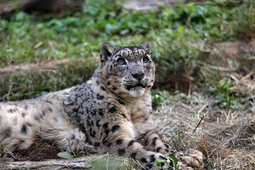 地面に伏せて見上げるユキヒョウ