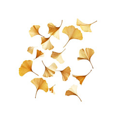 Golden Ginkgo Biloba Leaves Falling on on white background