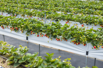 Indoor Strawberry Farming In A Greenhouse With Controlled Conditions