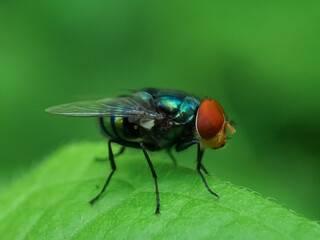 Close up of Calliphora vomitoria flies on branch in the morning with blur background. Macro lens