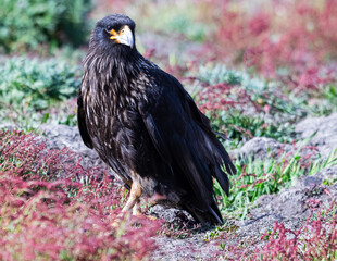 caracara in new island falklands 