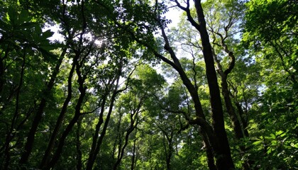 Fototapeta premium Sunlight Filtering Through the Canopy of a Lush, Dense Rainforest