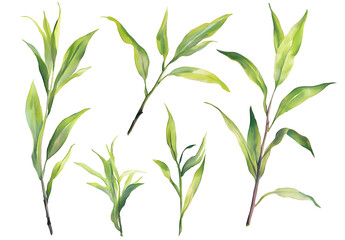 Fototapeta premium Watercolor green tea leaves clip art set, white background, neutral colors, high resolution, hyperrealism 