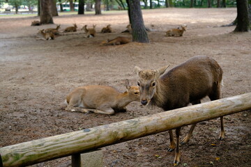 Deer park, Nara Japan