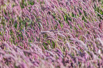 Caracara from falklands newsstand 
