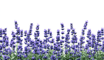 Naklejka premium 3D render of a lavender field border, isolated on a white background. 