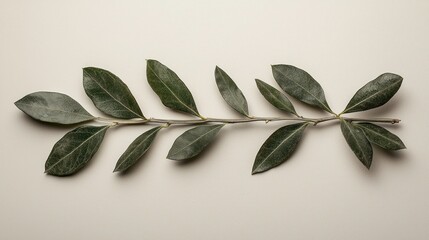 Naklejka premium Green twig, leaves, branch, studio, white, background, nature, design