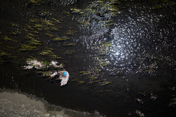 Sunlit Stream in a Tokyo Park