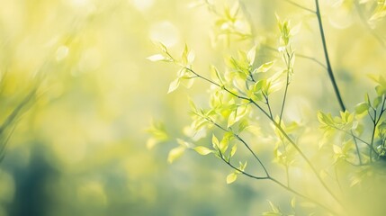 Obraz premium Fresh Spring Leaves in Soft Sunlight - Serene Nature Background.