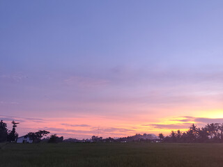 The view of coconut trees and rice fields in rural Indonesia in the afternoon with the sky looks very beautiful.