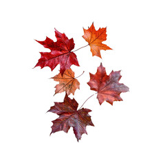 Vibrant Autumn Maple Leaves Isolated on on white background