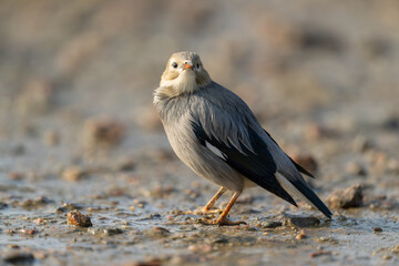 A Red-billed starling stands on the beach. Look at camera.