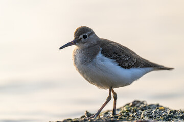 Closeup of a Common Sandpiper