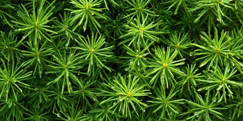Lush Green Pine Needles with Dew Drops, Close-Up