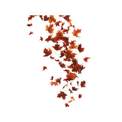 Falling Autumn Leaves on on white background - Autumnal Design Element