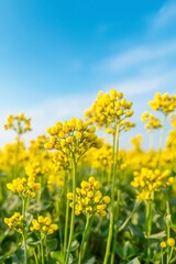 Obraz premium Vibrant Yellow Mustard Flowers Blooming Under Clear Blue Sky in Agricultural Field