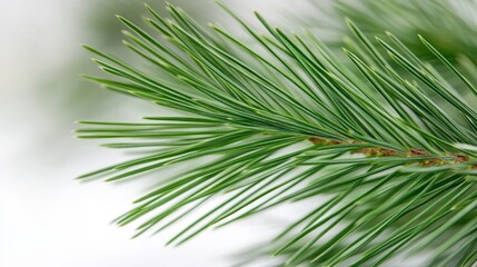 Close-up of Fresh Green Pine Needles on a Branch Against a Soft White Background.