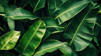 Lush Green Banana Leaves Overlapping in a Tropical Arrangement Displaying Natural Textures and Vibrant Shades of Green Perfect for Nature and Botany Themes