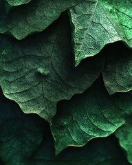 Close-Up of Deep Green Fiddle Leaf Fig Leaves - Nature Pattern, Abstract Botanical Background.