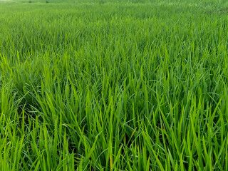 Rice plants in fresh green rice fields. Bacjground of rice plants in rice fields.