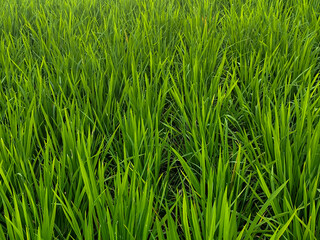 Rice plants in fresh green rice fields. Bacjground of rice plants in rice fields.