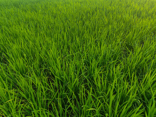 Rice plants in fresh green rice fields. Bacjground of rice plants in rice fields.