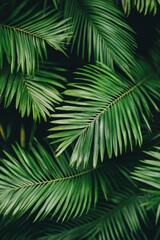 Close-up vibrant green palm fronds. Lush tropical foliage texture.