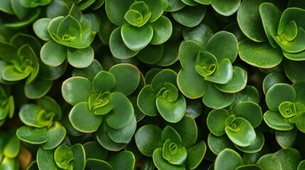 Lush Green Sedum A Detailed Macro View of Vibrant Succulent Foliage.