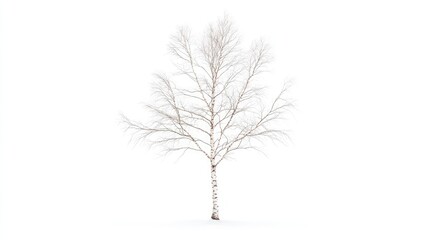 A solitary birch tree stands stark against a white background, evoking a sense of tranquility and isolation