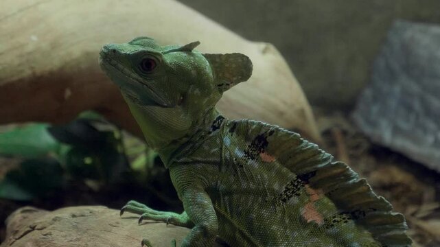Basiliscus Lizard Looking Around