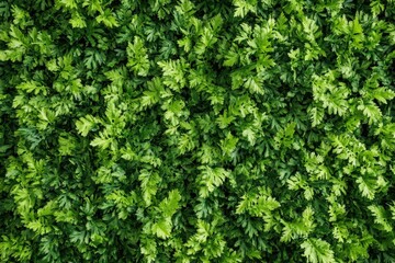 Obraz premium Lush Green Parsley Bed A Dense, Vibrant Culinary Herb Field, Perfect for Food Photography Backgrounds.