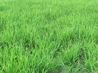 Rice plants in fresh green rice fields. Bacjground of rice plants in rice fields.