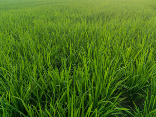 Rice plants in fresh green rice fields. Bacjground of rice plants in rice fields.