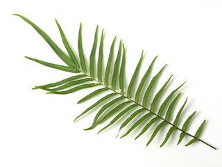 The fern leaves are still green on a white background