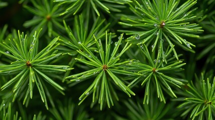 Fresh Green Spruce Tree Needles with Water Droplets, Macro Shot