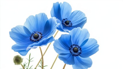 Surreal Blue Flowers in Minimalist Composition, Evoking Tranquility and Natural Elegance