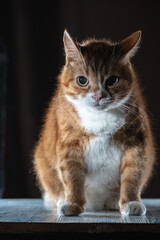 Portrait of a young handsome mongrel cat.