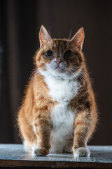 Portrait of a young handsome mongrel cat.